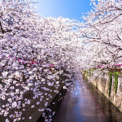 とにかく安くいきたい!4月 東京ツアーイメージ